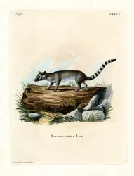 Katzenfrett