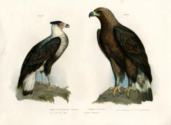 Karakaras, 1864