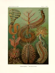 Chaetopoda