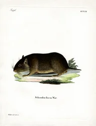 Chilenische Felsenratte