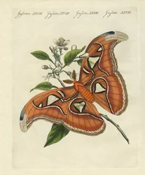 Chinesische Schmetterlinge