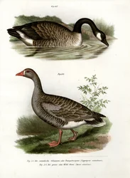 Höckergans
