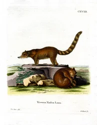 Nasenbär