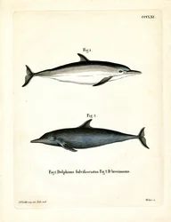 Gewöhnlicher Delfin