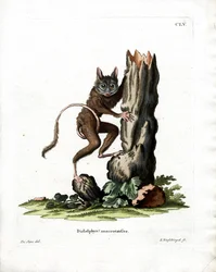 Gemeine Mausbeutelratte