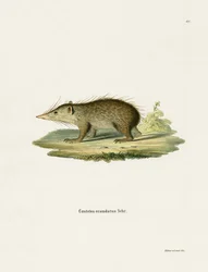 Gewöhnlicher Tenrek