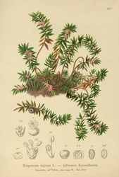 Krähenbeere