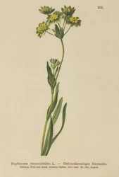 Hahnenfußblättriger Goldhafer (Bupleurum ranunculoides)