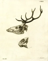 Hirschgeweihe