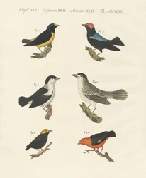 Verschiedene Arten von Manakins