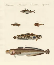 Verschiedene Arten von Schalentieren