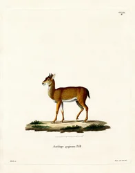 Dik-Dik