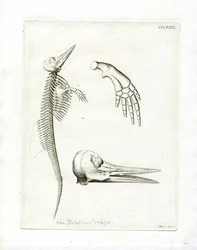 Delfinskelett