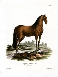 Hauspferd