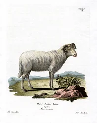 Hausschaf