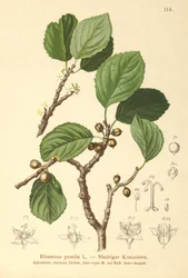 Zwerg-Kreuzdorn