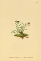 Zwerg-Ruhrkraut (Gnaphalium supinum)