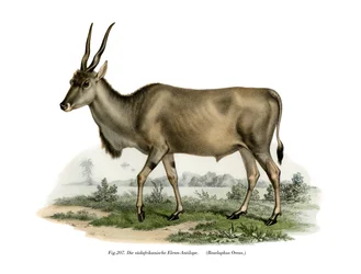 Eland, 1860