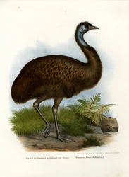 Emu, 1864