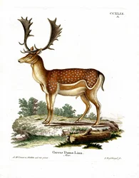 Damwild
