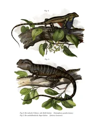 Fächerkehl-Leguan