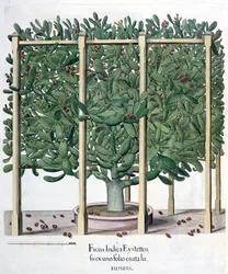 Ficus indica eystettensis, aus dem Hortus Eystettensis von Basil Besler, veröffentlicht 1613