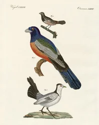 Fremde Vögel