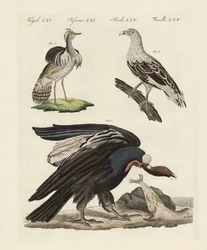Fremde Vögel