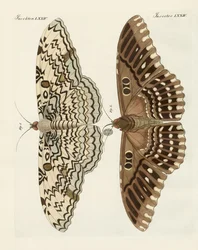 Ausländische Schmetterlinge (Farbstich)