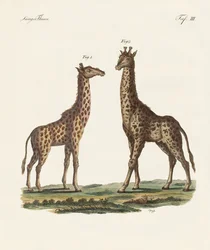 Vierfüßige Tiere