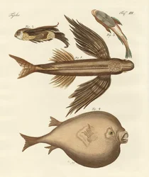 Vier wunderbare Fische
