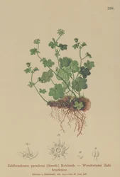 Zerbrechlicher Steinbrech (Zahlbrucknera paradoxa, Saxifraga paradoxa)