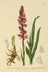 Duft-Knabenkraut
