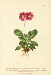 Garten-Aurikel
