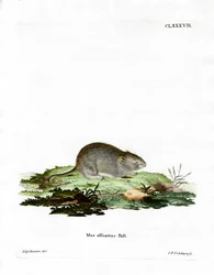 Knoblauchmaus