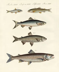 Deutsche Flussfische