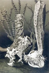 Glasschwämme, Tafel aus "Brehms Tierleben: Allgemeine Kunde des Tierreichs", Bd. 10, S. 653, veröffentlicht vom Bibliographischen Institut