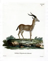 Kropfgazelle