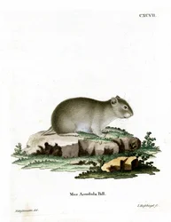 Grauer Zwerghamster