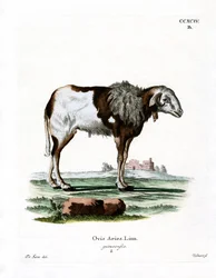 Guineaschaf