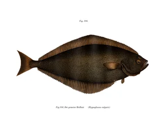 Heilbutt