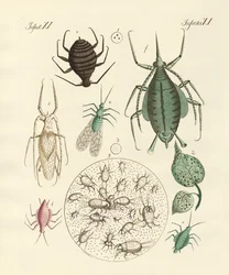 Schädliche Insekten