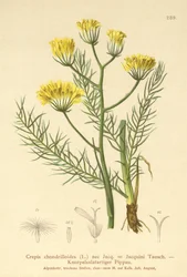 Greiskraut