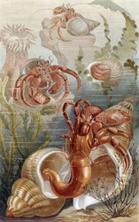 Einsiedlerkrebse, Tafel aus Brehms Tierleben: Allgemeine Kunde des Tierreichs, Bd. 10, S. 38, veröffentlicht vom Bibliographischen Institut, 1893