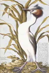 Reiher, 1750-1800