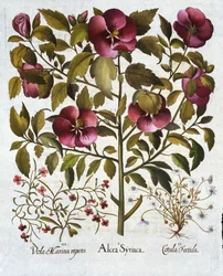 Hibiscus syriacus, Stinkende Kamille, aus Hortus Eystettensis, von Basil Besler, 1613