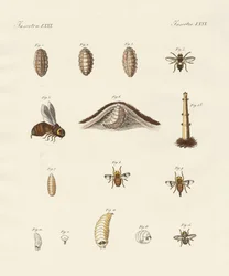 Bremsen mit ihren Larven