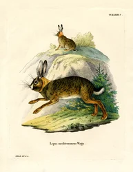 Iberischer Hase