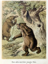 Illustration von Franz Hoffmanns Erzählungen „Märchen und Fabeln - Der junge Bär und der alte Bär“: ein junger Bär wird von Bienen angegriffen. Chromolithographie des 19. Jahrhunderts