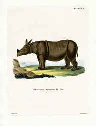 Javanisches Nashorn